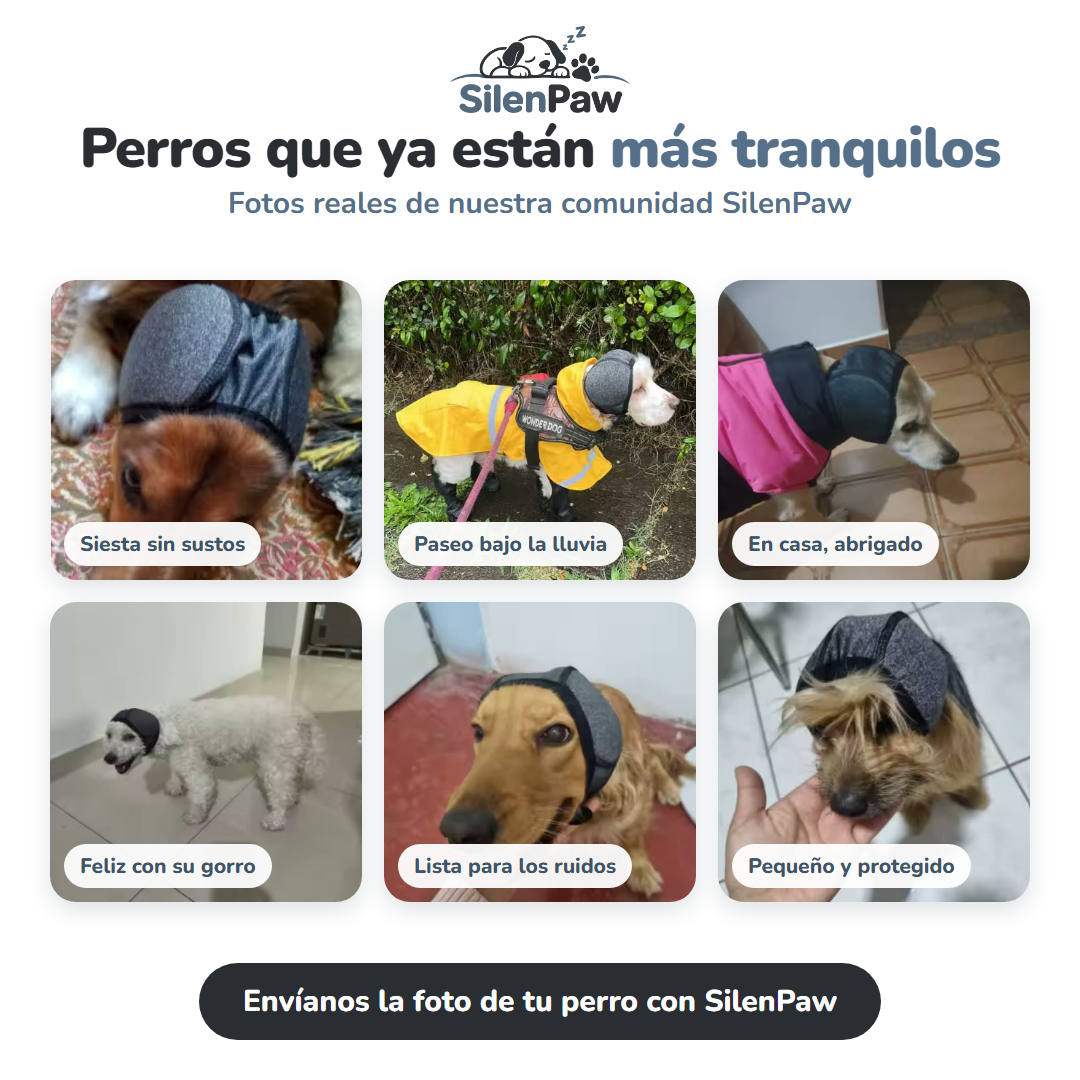 Orejeras que calman a tu perro del ruido